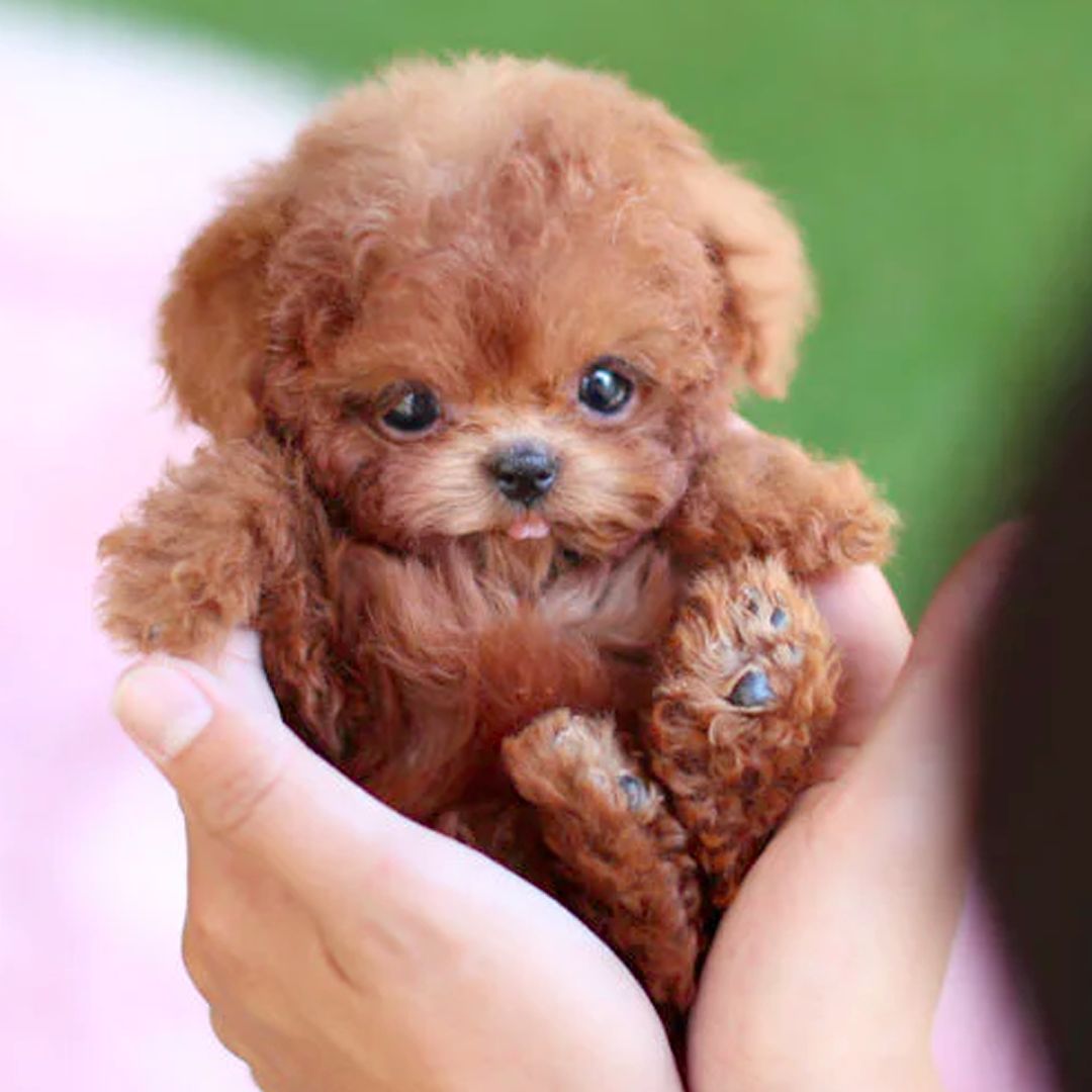 Interactive Puppy Toy - Voice and Touch Responsive with Realistic Movements, Soft Synthetic Leather, Low-Noise 0