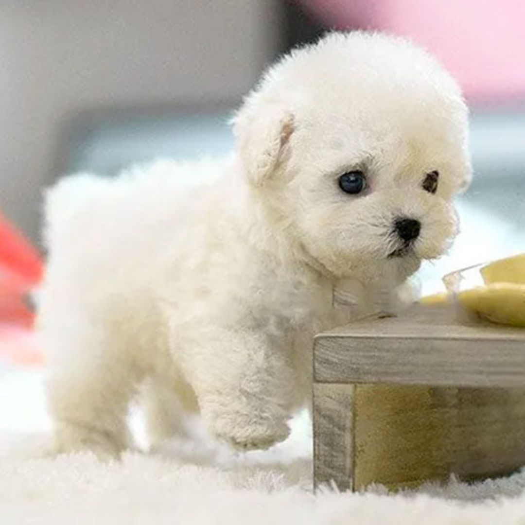 Interactive Puppy Toy - Voice and Touch Responsive with Realistic Movements, Soft Synthetic Leather, Low-Noise 3