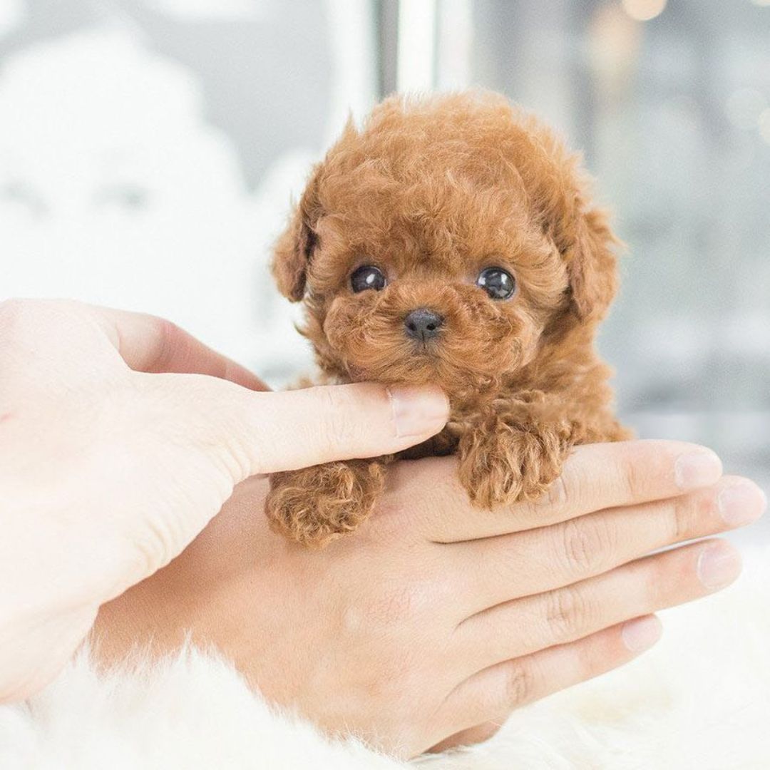 Interactive Puppy Toy - Voice and Touch Responsive with Realistic Movements, Soft Synthetic Leather, Low-Noise 4