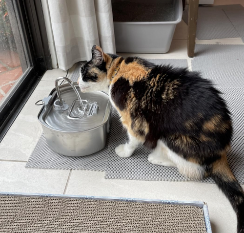 The perfect cat fountain.